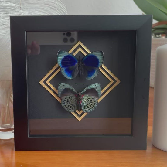 Framed Asterope leprieuri butterfly wall art