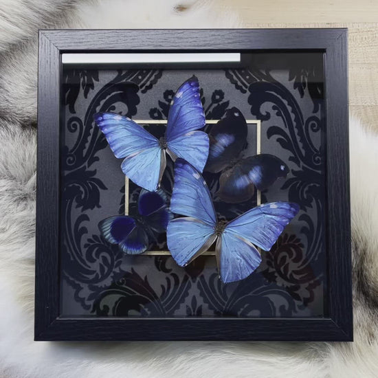 Blue Morpho butterfly decor 