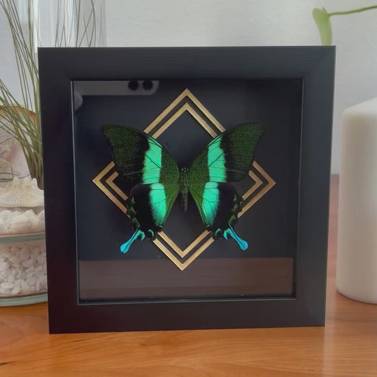 Framed Papilio blumei Swallowtail butterfly wall art