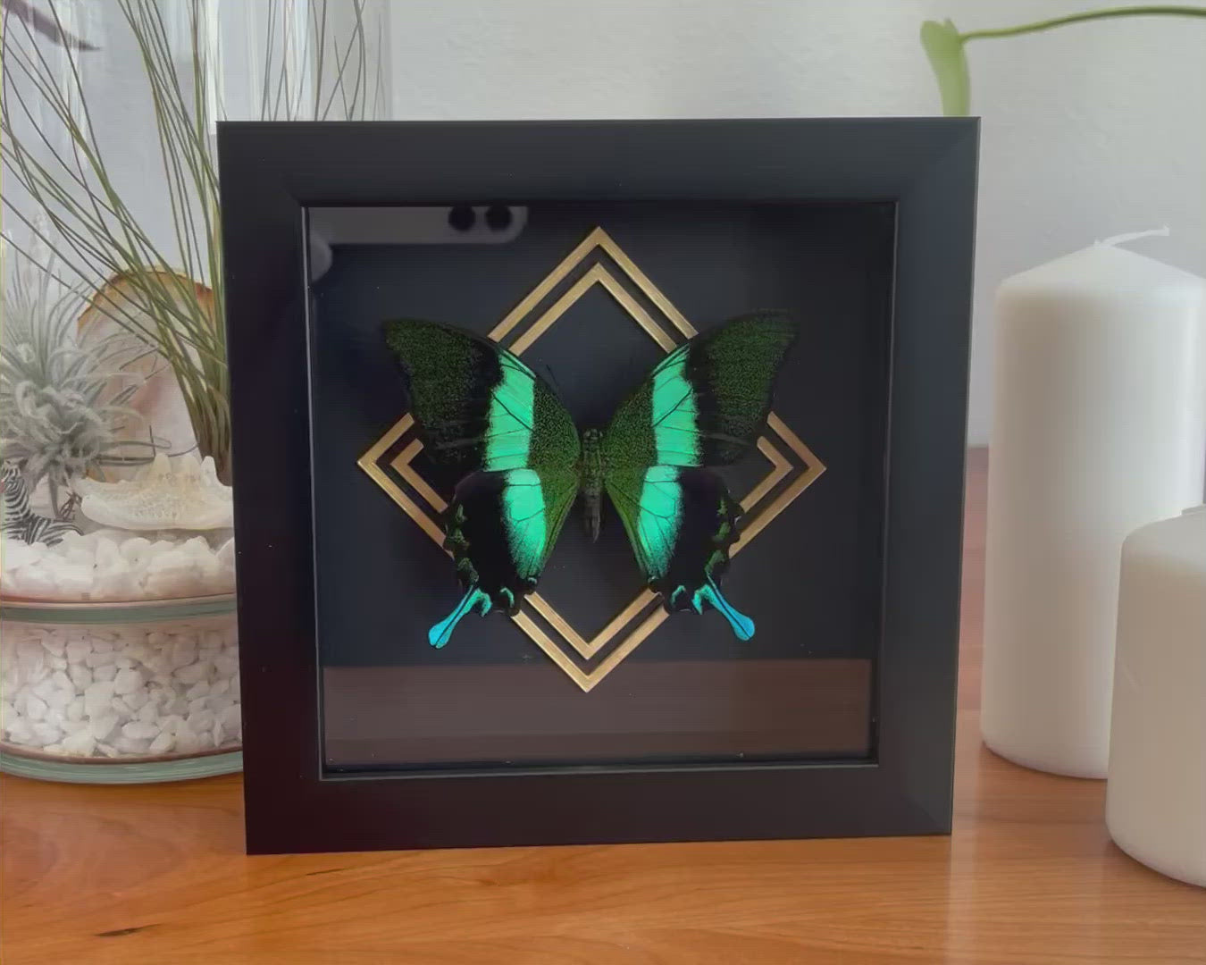 Framed Papilio blumei Swallowtail butterfly wall art