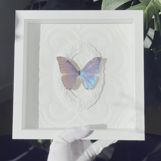 Framed real Morpho aurora blue butterfly wall decor 