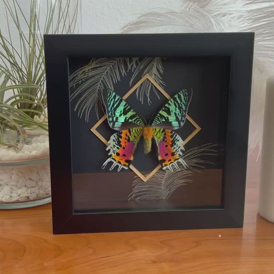 Urania ripheus sunset moth wall art