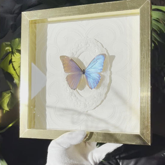 Framed real Morpho aurora blue butterfly decor