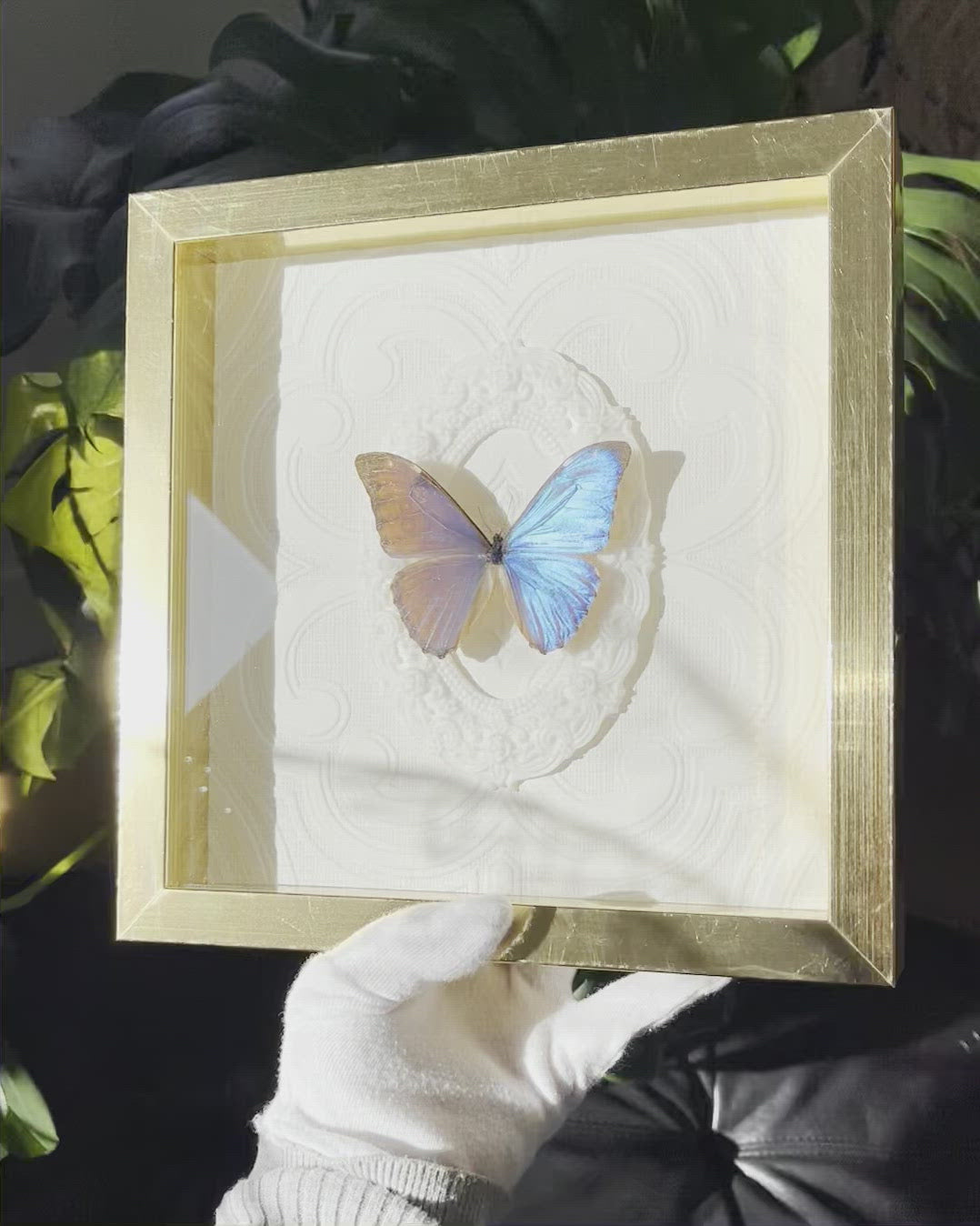 Framed real Morpho aurora blue butterfly decor