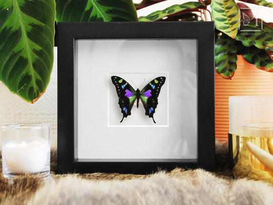 Framed butterfly art-Graphium weiskei