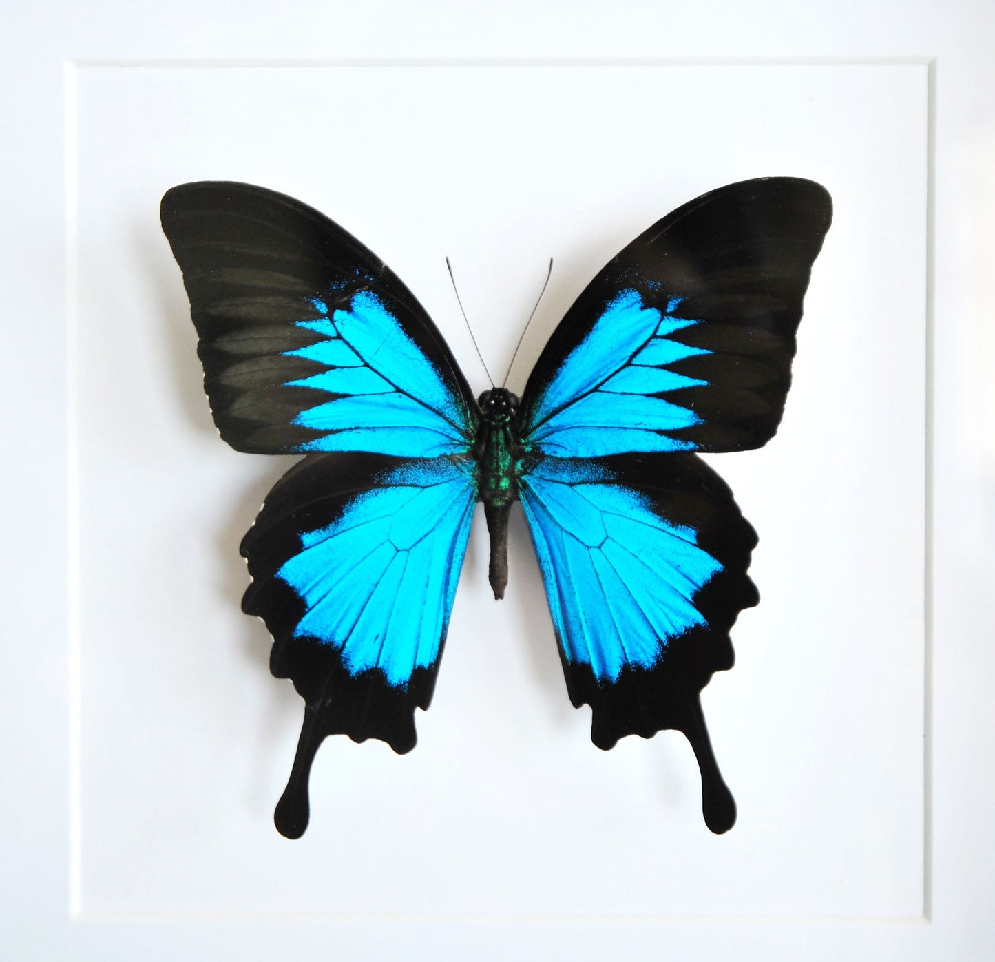 Framed blue Papilio Ulysses butterfly