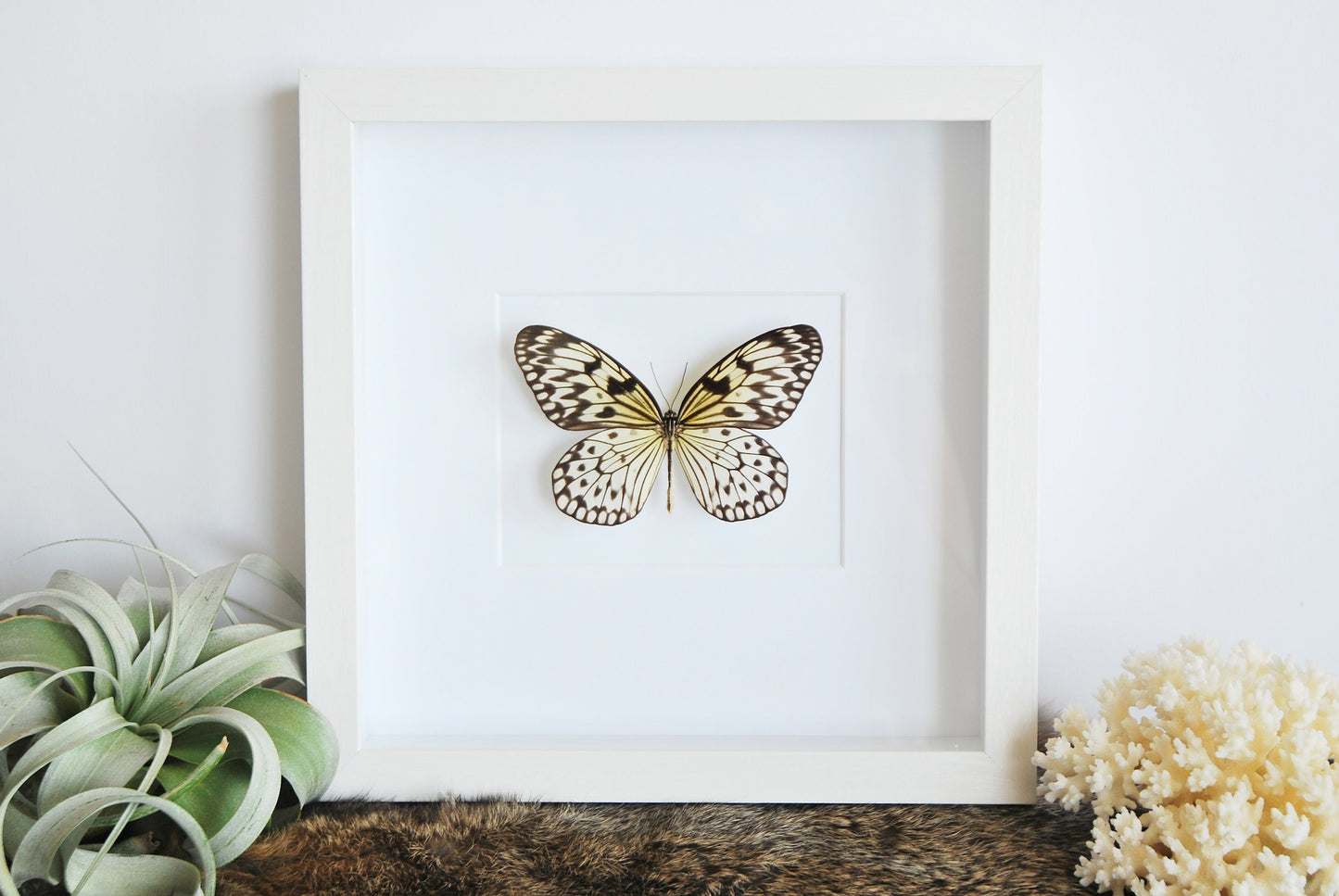 Framed white idea Leuconoe butterfly insect art