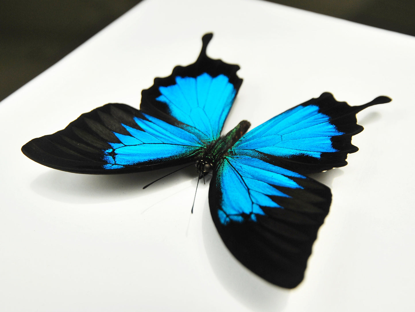 Framed blue Papilio Ulysses butterfly