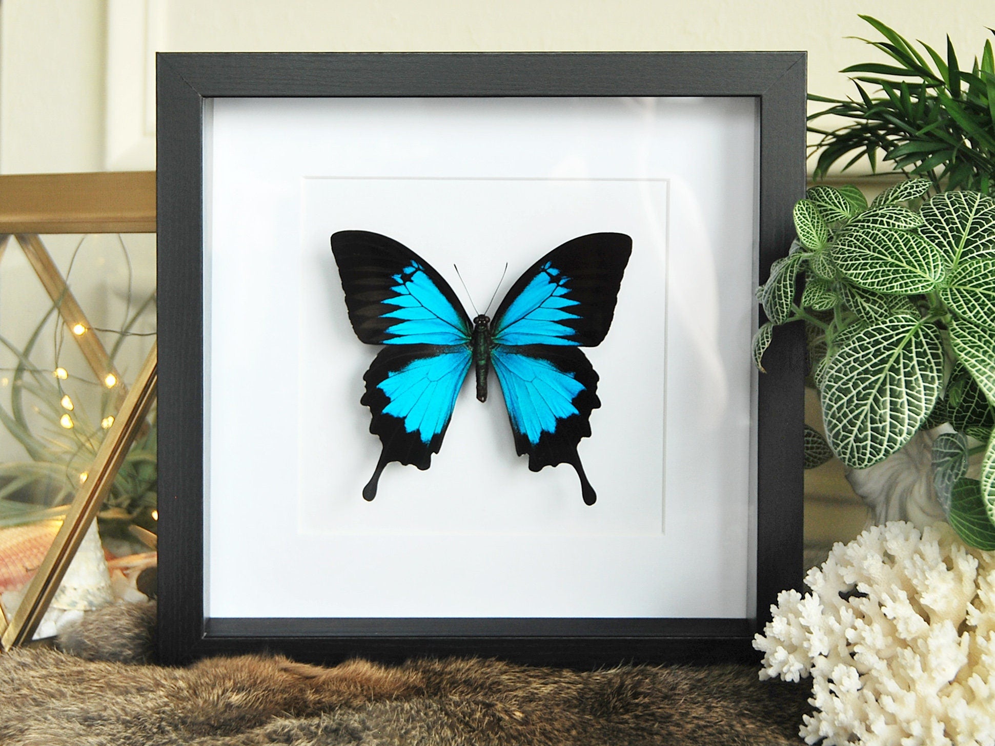 Framed blue Papilio Ulysses butterfly art