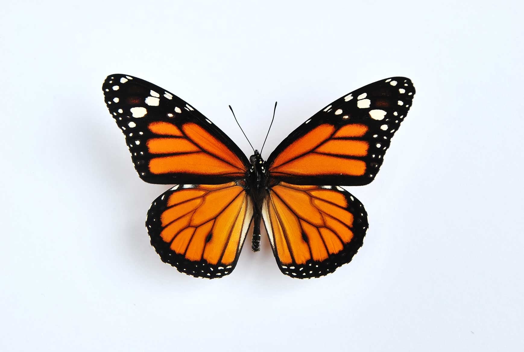 Monarch butterfly art