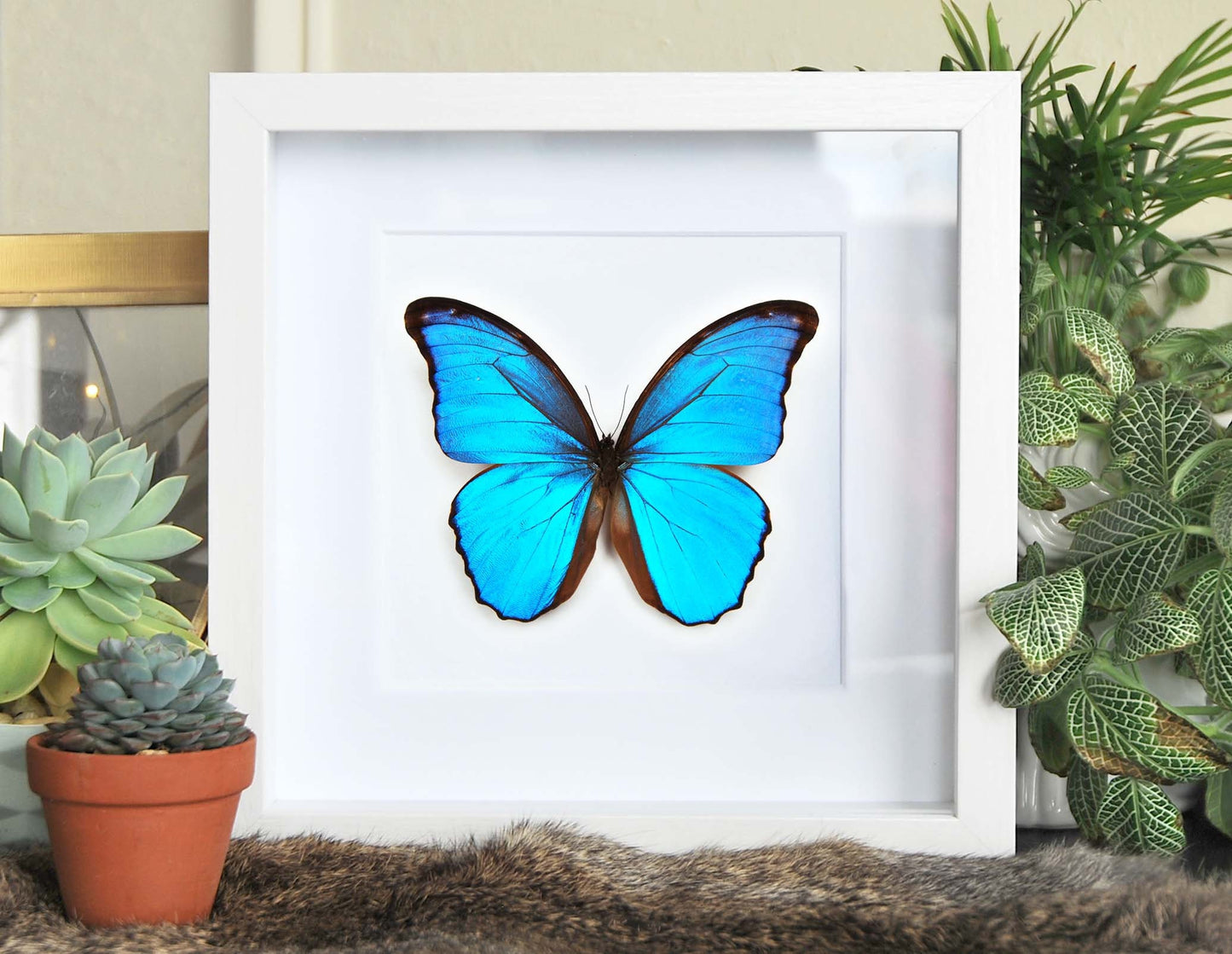 Framed blue Morpho godartii didius butterfly wall art