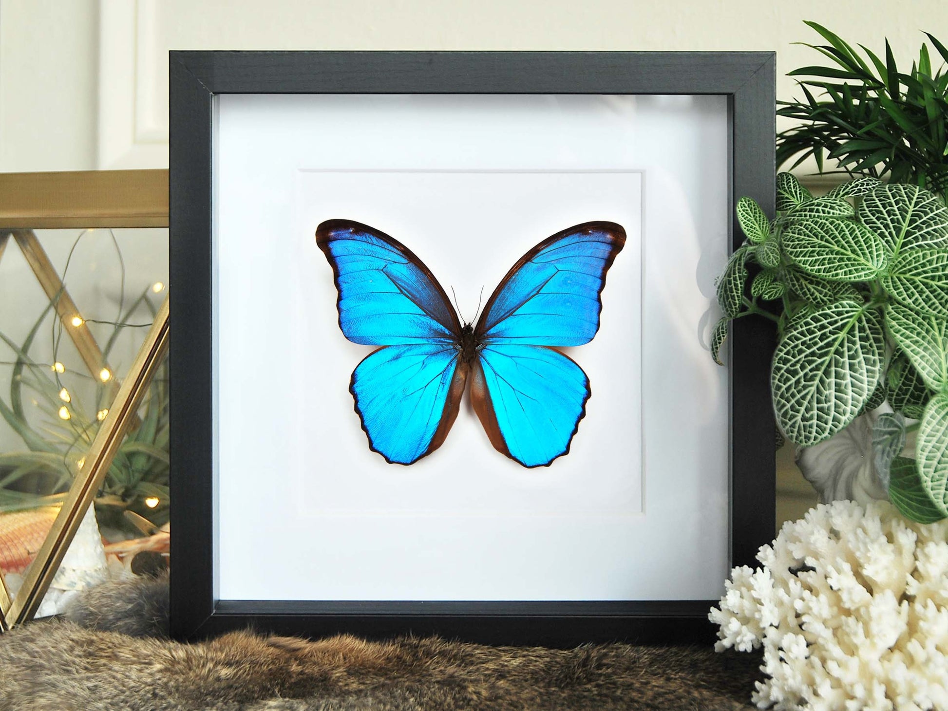 Blue Morpho godartii didius butterfly framed art