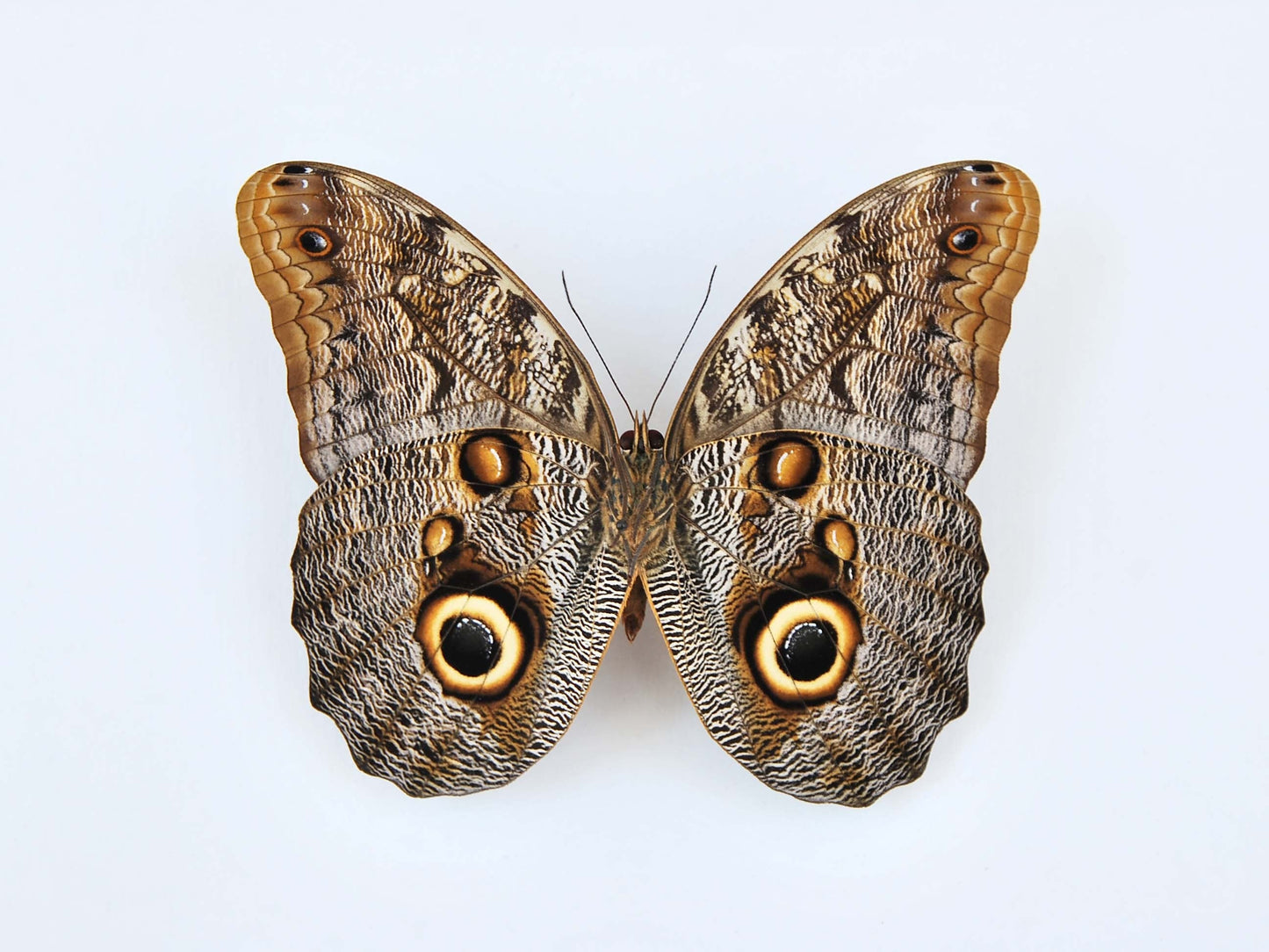 Owl face butterfly with golden line