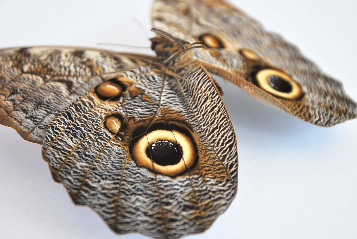 Owl face butterfly with golden line