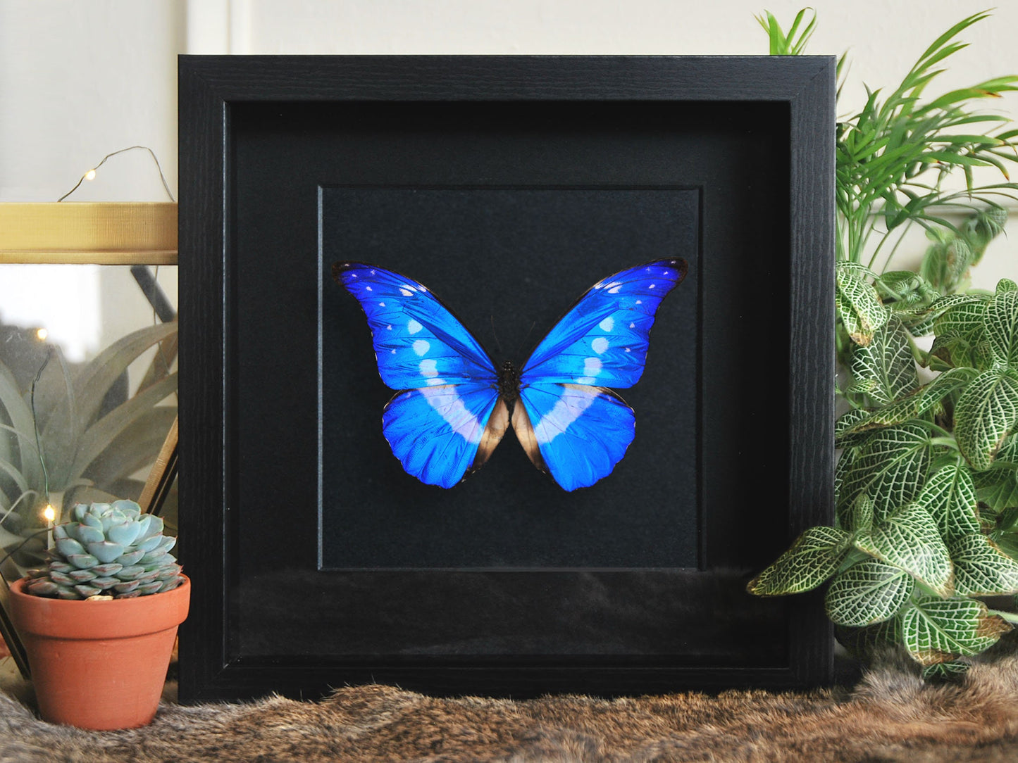Framed blue Morpho helena butterfly