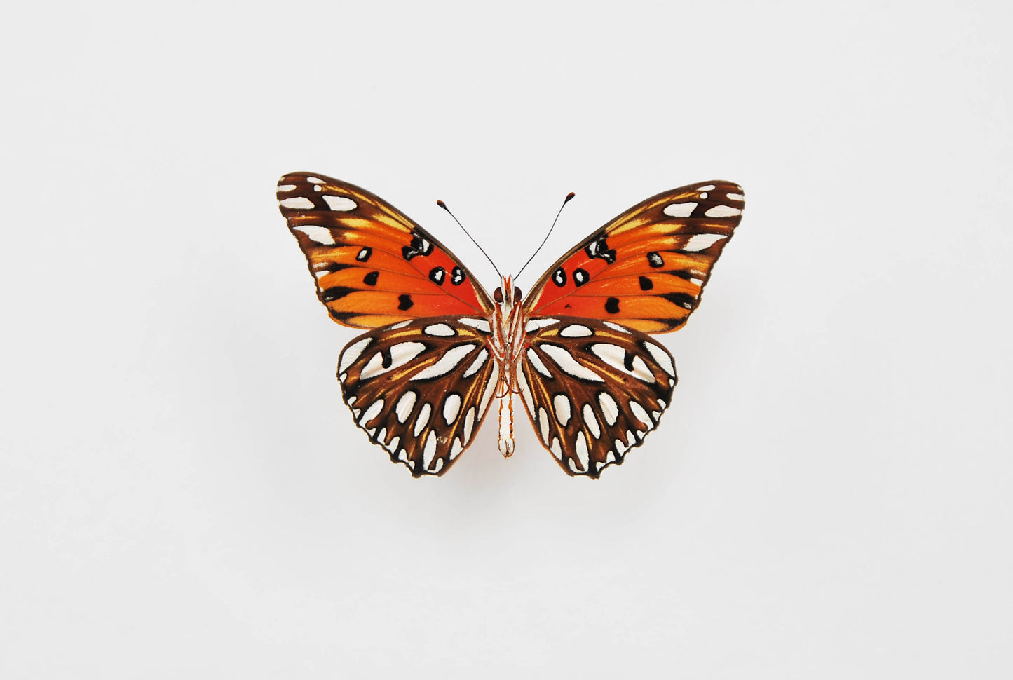 Agraulis vanillae nigrior butterfly art