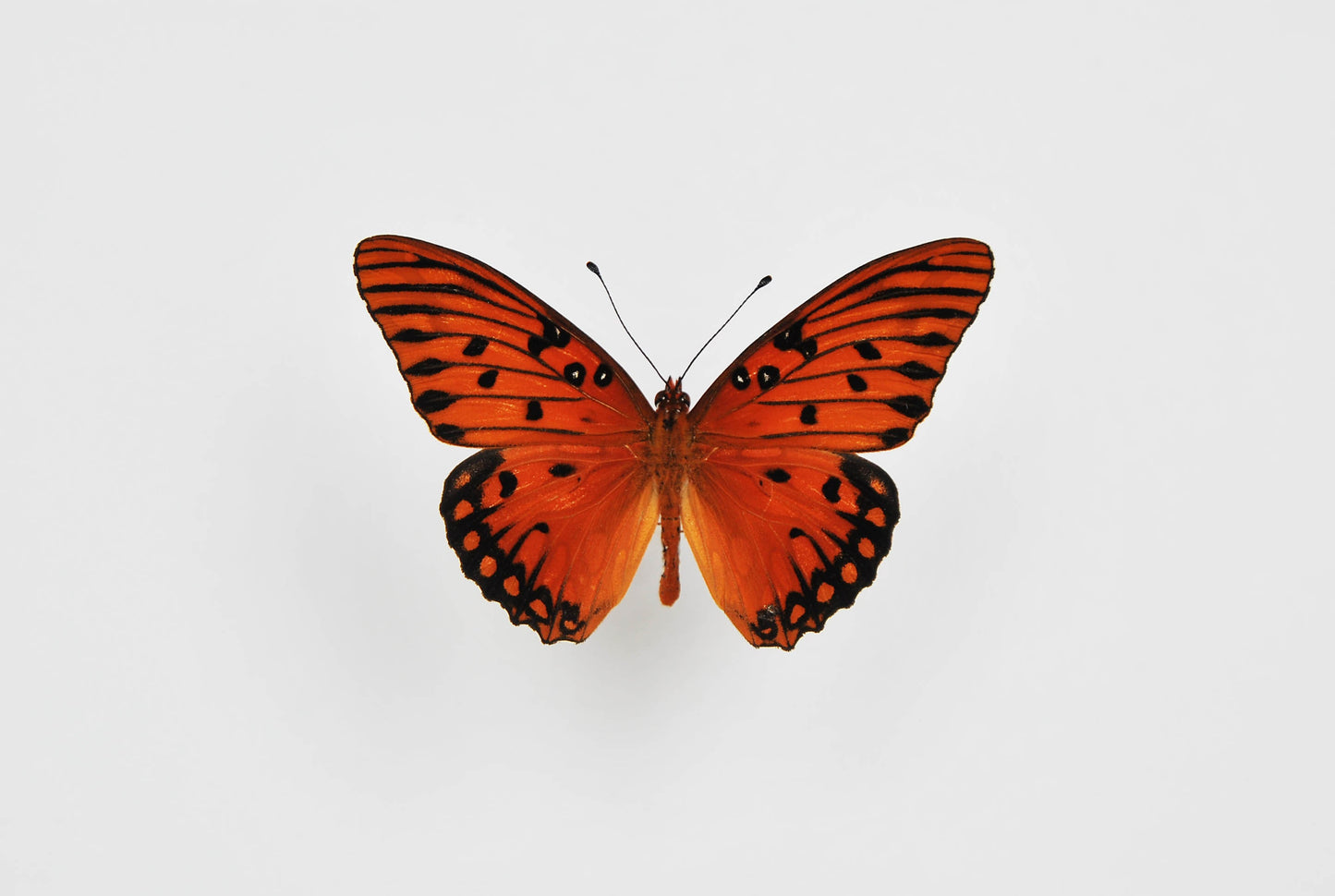Framed Agraulis vanillae nigrior butterfly