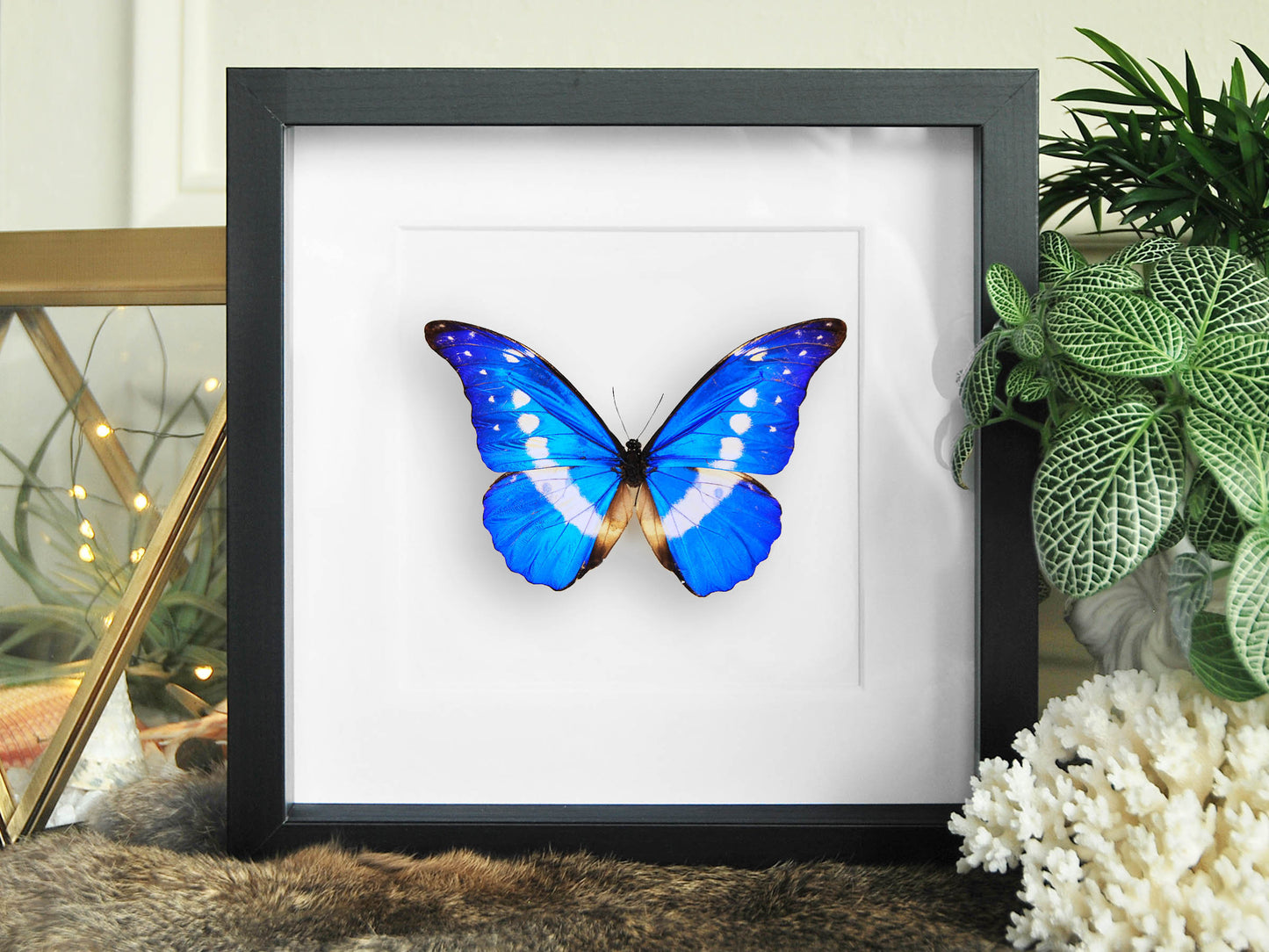Framed real blue Morpho helena butterfly wall art