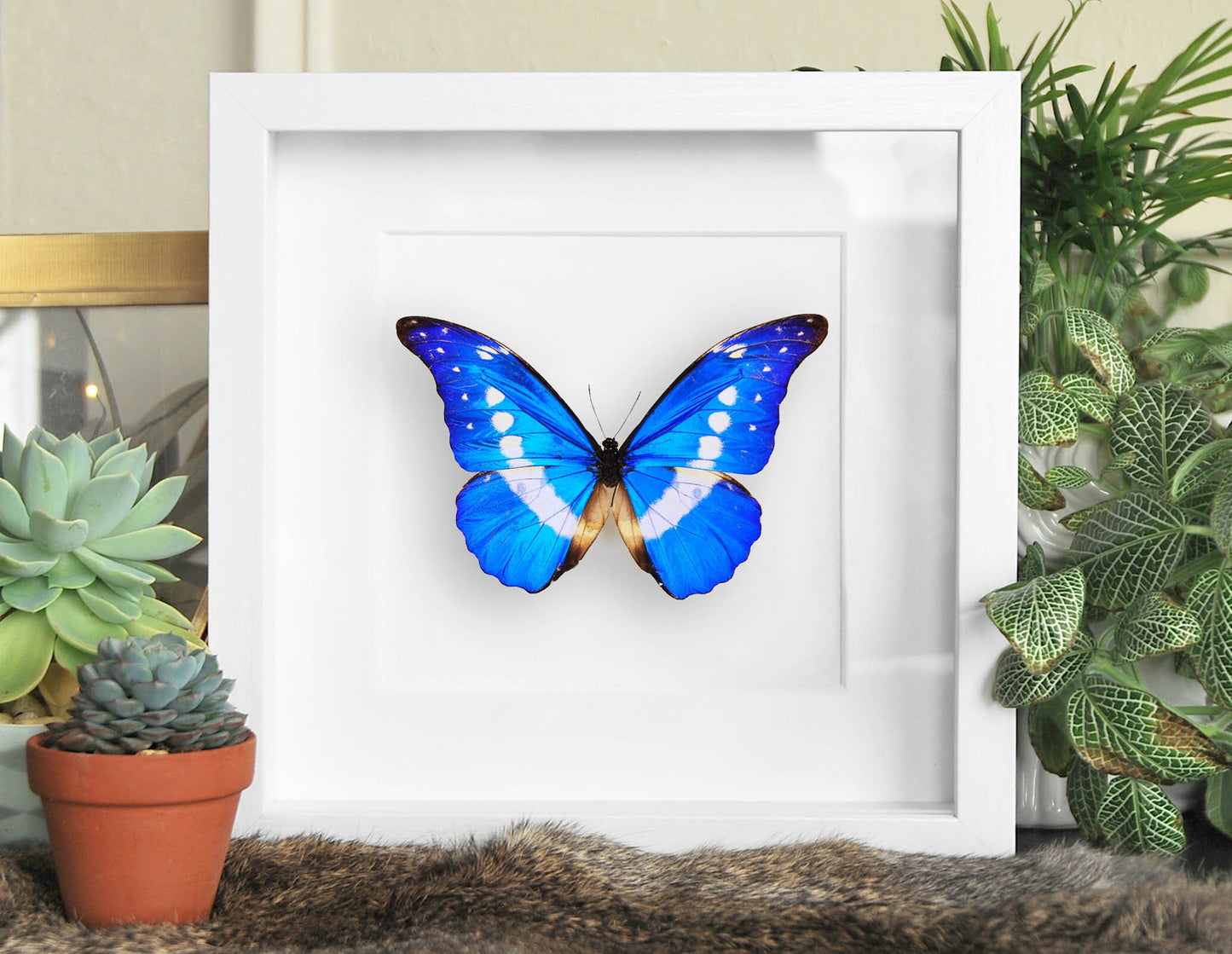 real blue Morpho helena butterfly in frame