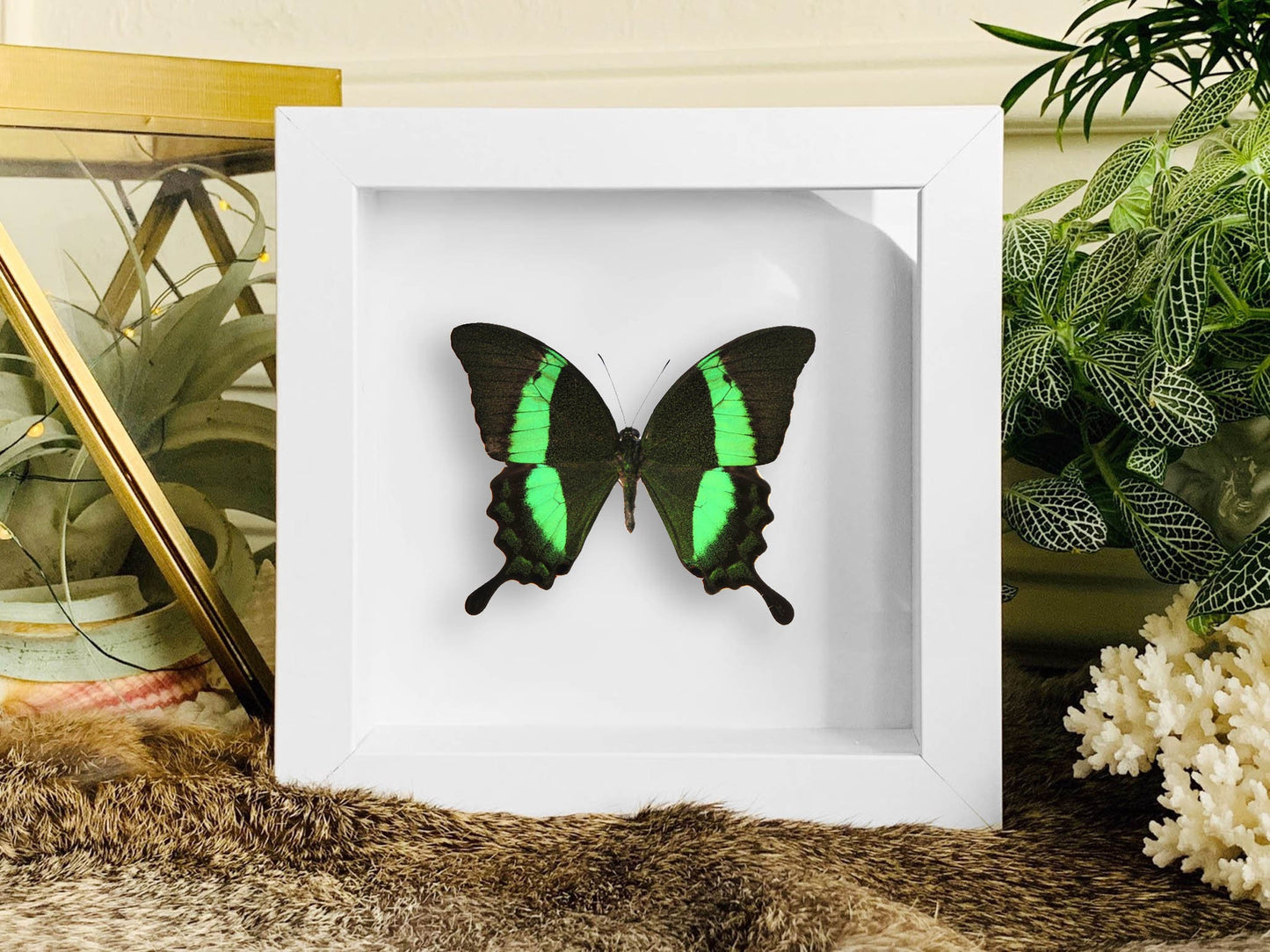 Framed Swallowtail butterfly