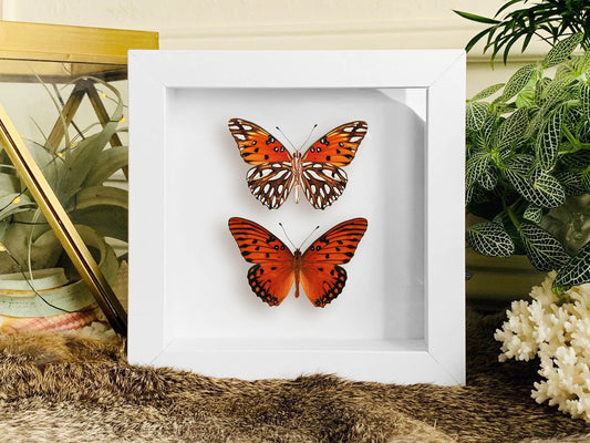 Mounted Agraulis vanillae nigrior butterfly