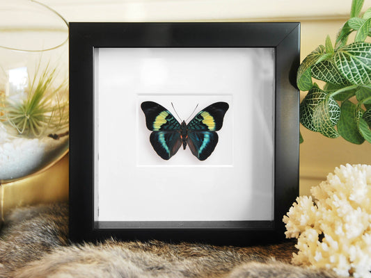 Framed Panacea prola butterfly