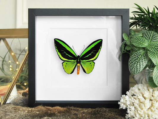 Framed O priamus poseidon birdwing butterfly taxidermy