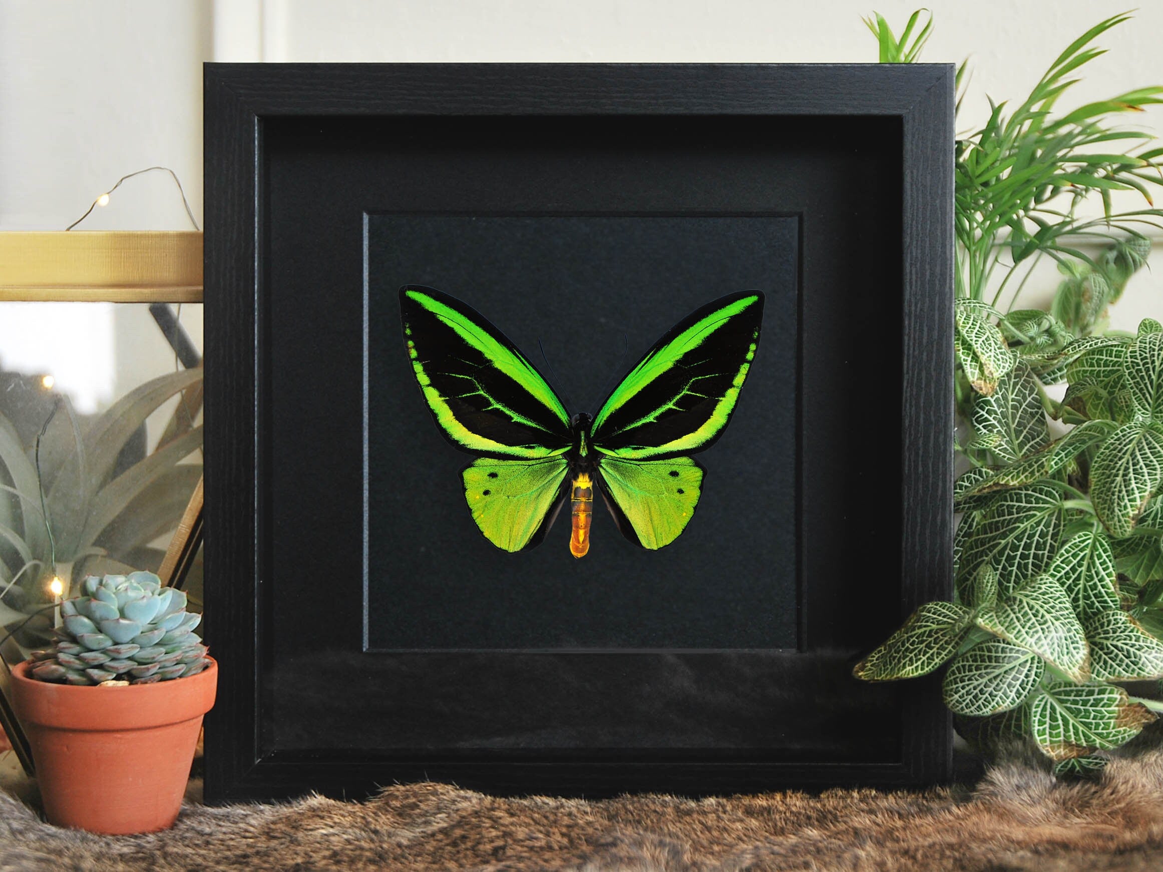 Cheapest Real Giant Birdwing butterfly framed taxidermy - Ornithoptera priamus poseidon