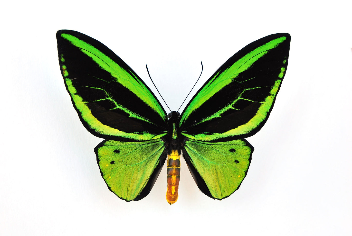 O priamus poseidon birdwing butterfly taxidermy