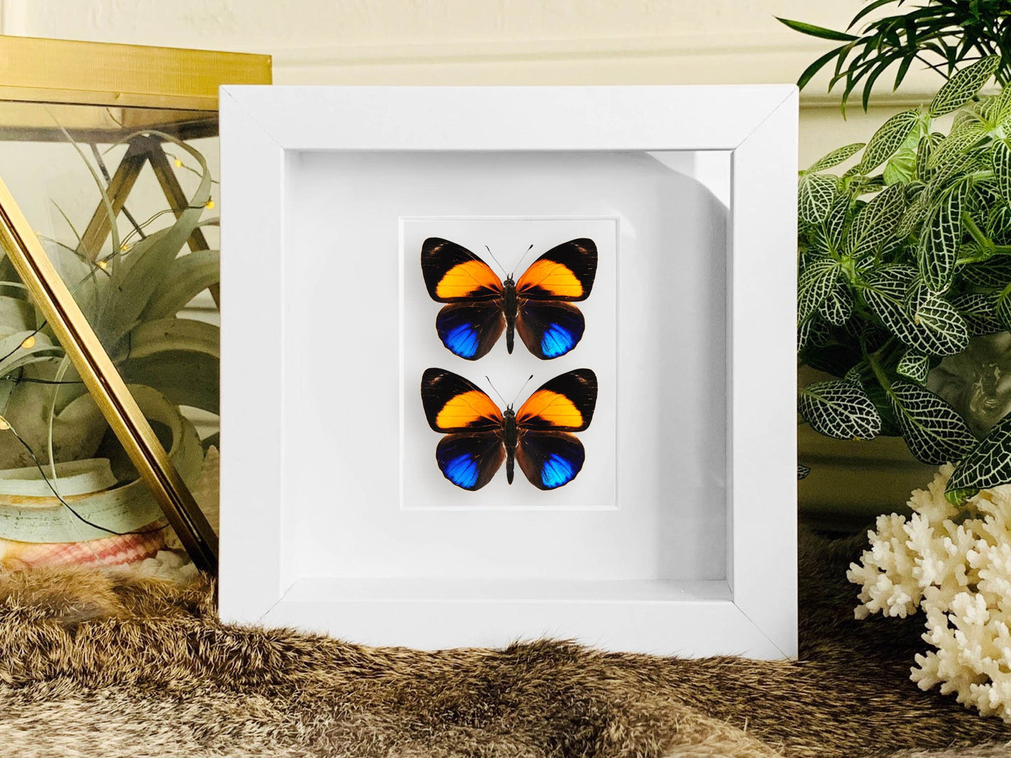 Mounted Asterope davisi butterfly wall art