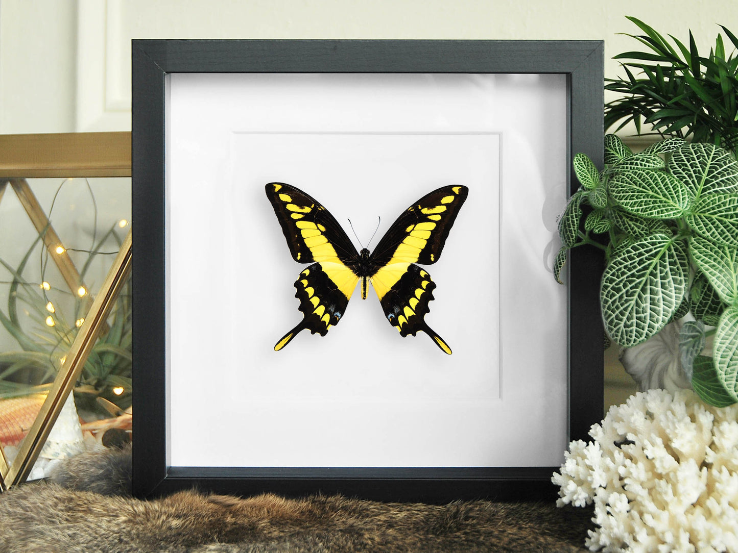 Framed Papilio thoas king swallowtail butterfly