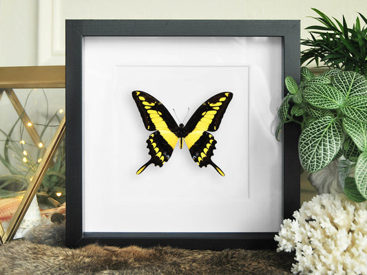 Framed Papilio thoas king swallowtail butterfly