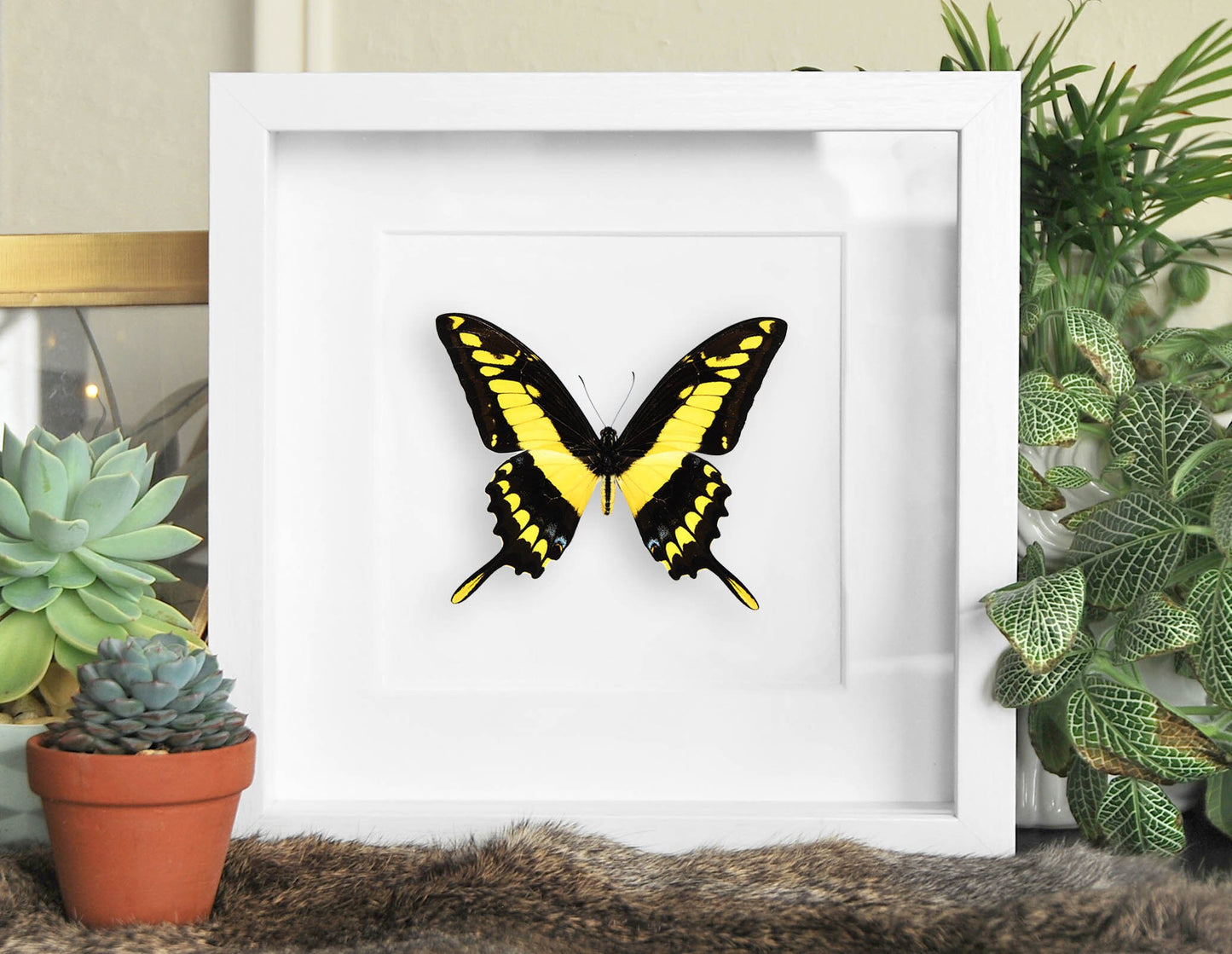 Framed Papilio thoas king swallowtail butterfly