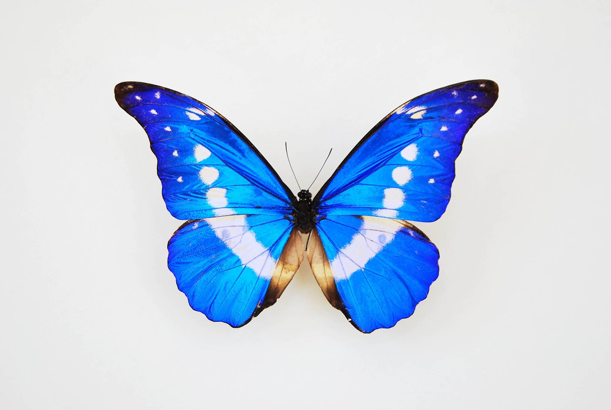 Morpho helena butterfly art