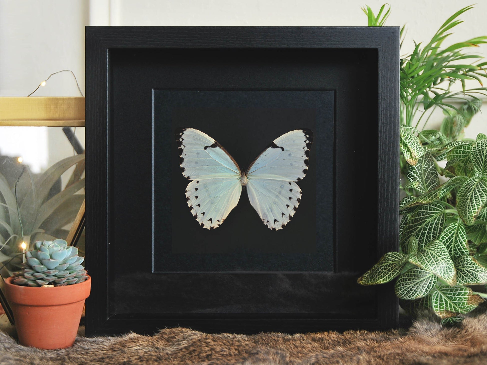 Mounted Morpho catenarius butterfly