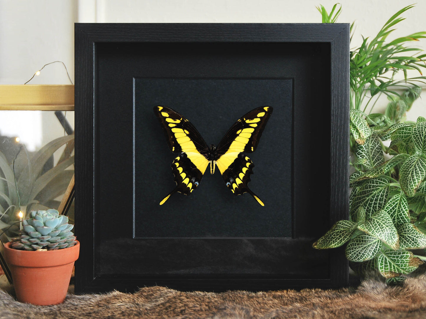 Framed Papilio thoas king swallowtail butterfly