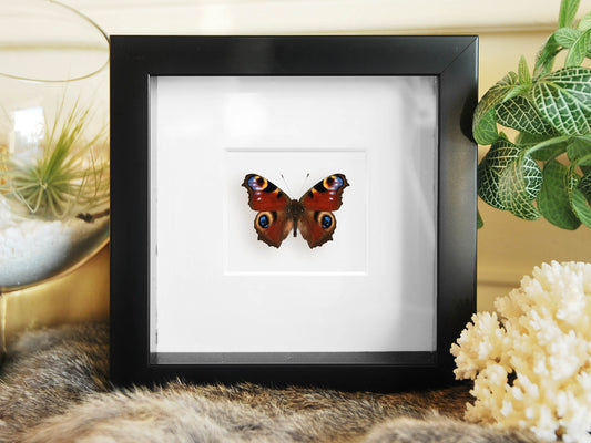 Framed Inachus io Peacock Butterfly wall art