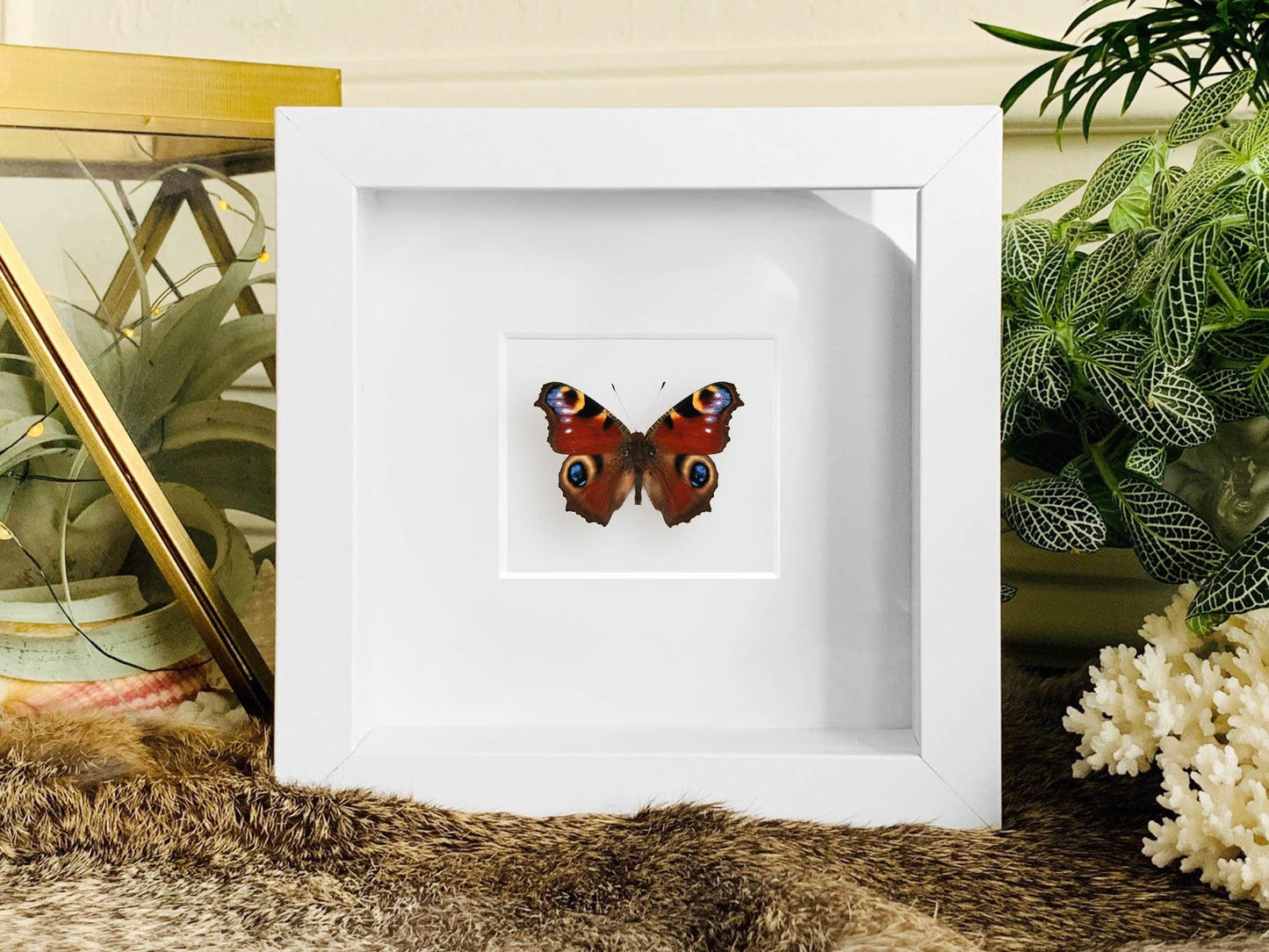 Inachus io Peacock Butterfly art