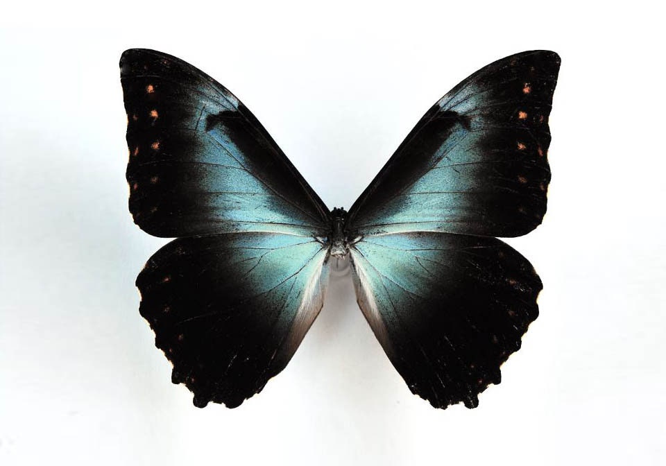 morpho cisseis butterfly art