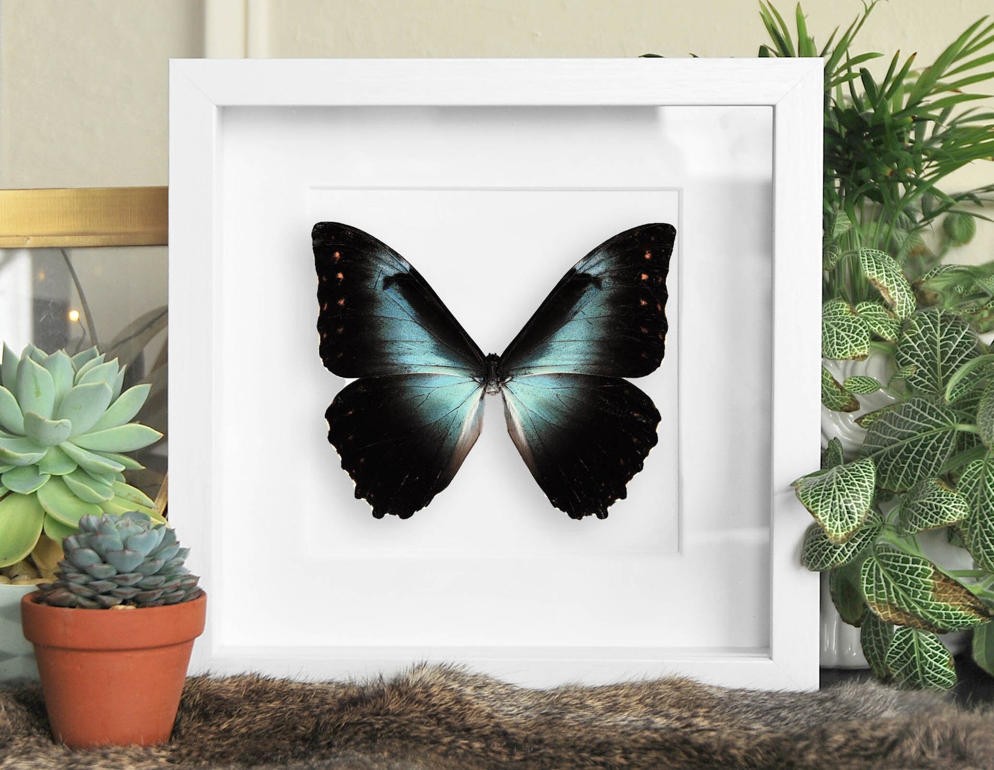 Framed blue morpho cisseis butterfly wall decor