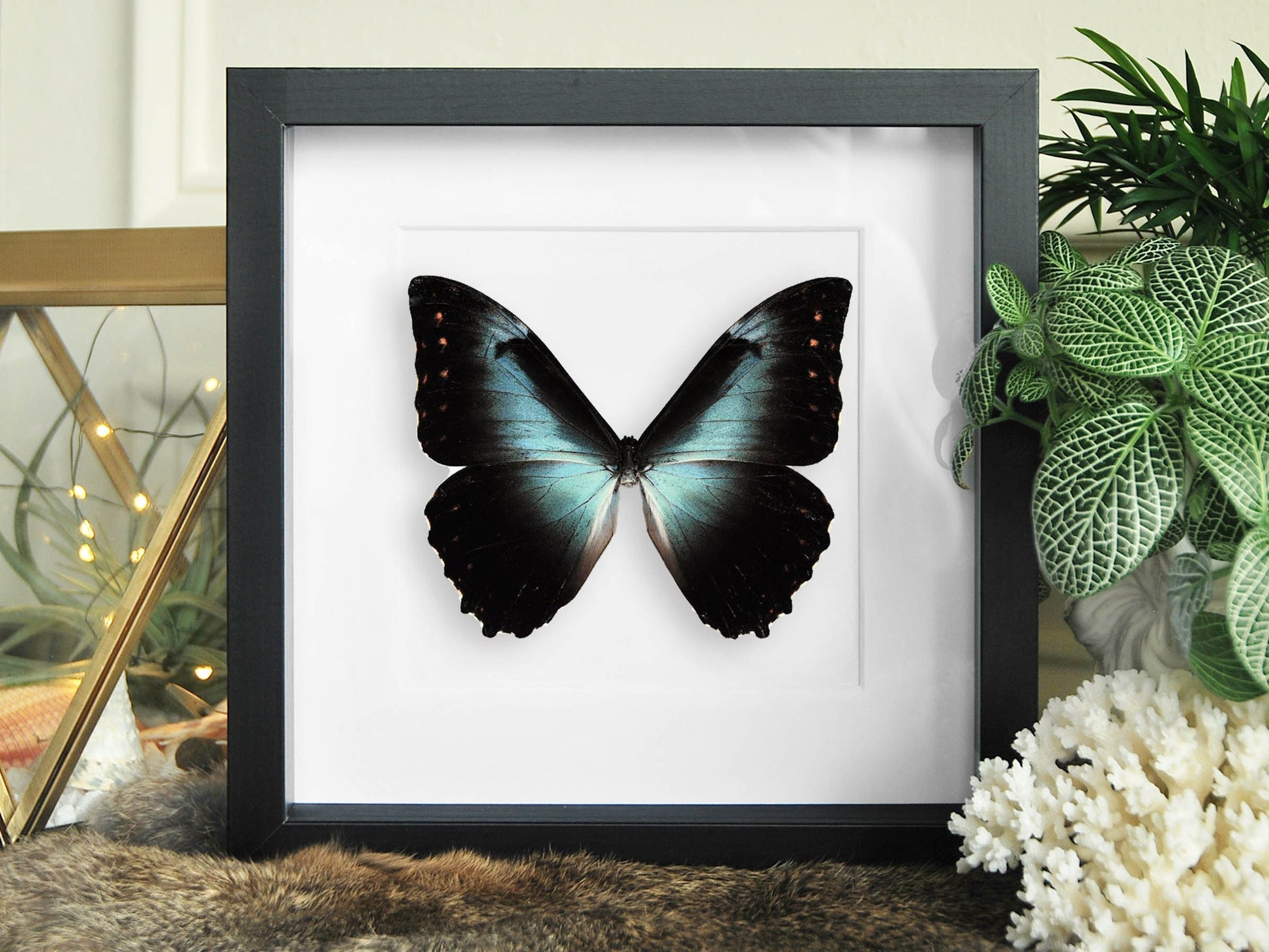 Mounted blue morpho cisseis butterfly wall art