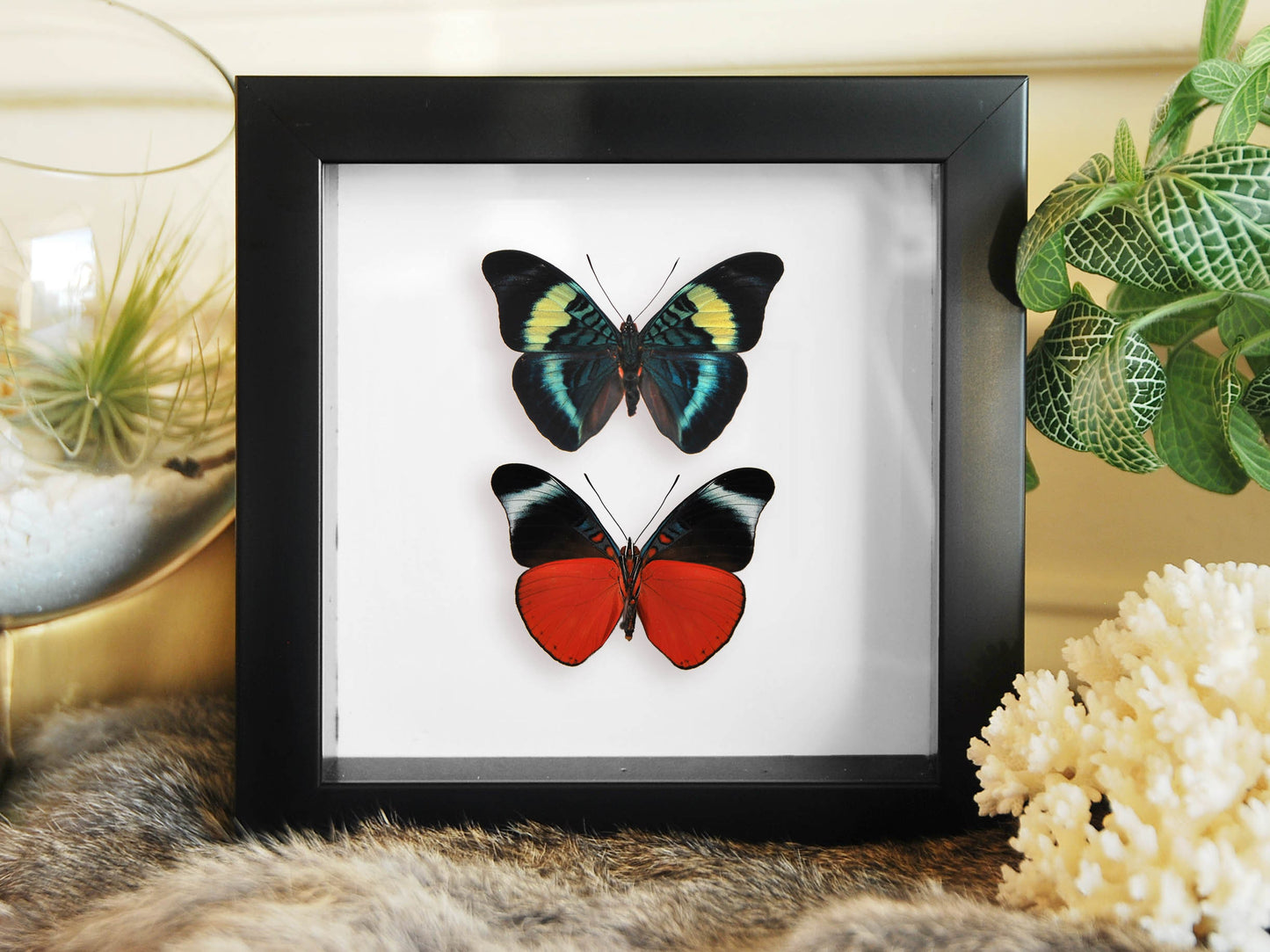 Framed panacea prola butterflies