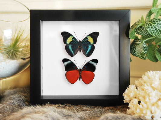 Framed panacea prola butterflies