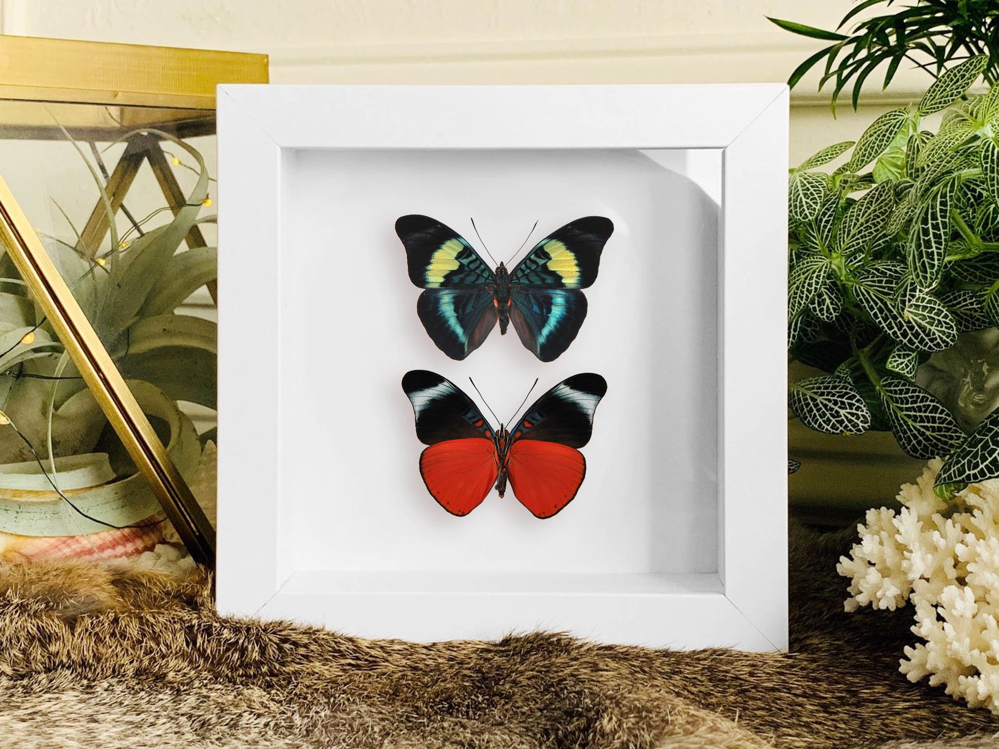 panacea prola butterfly art