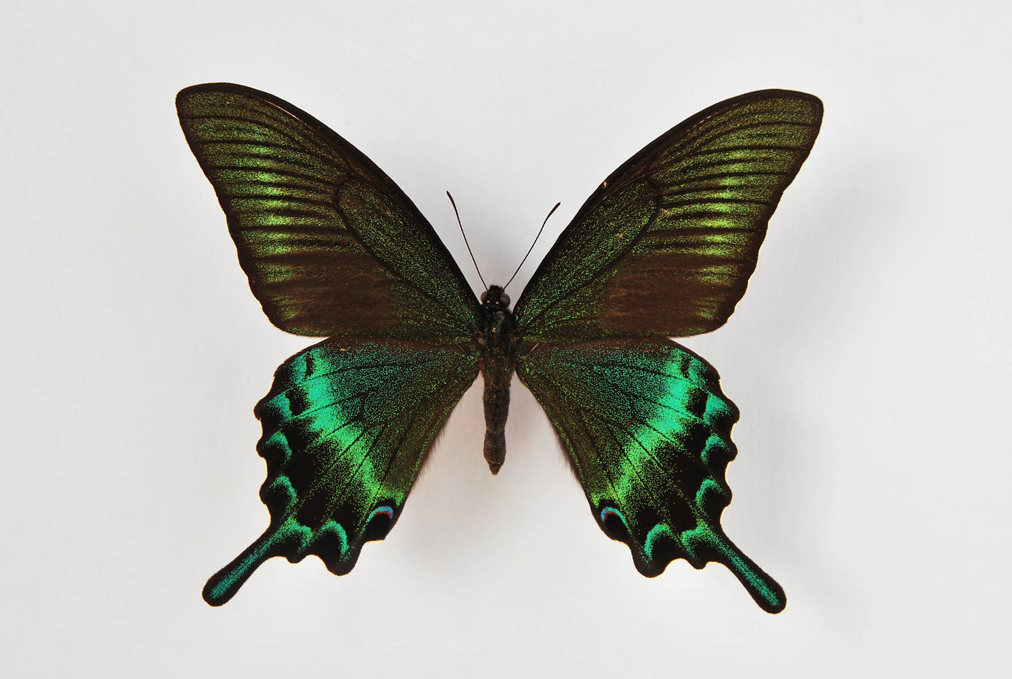 Papilio maackii butterfly