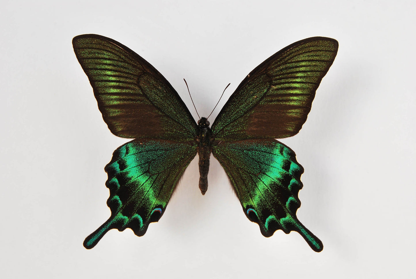 butterfly decor-Papilio maackii