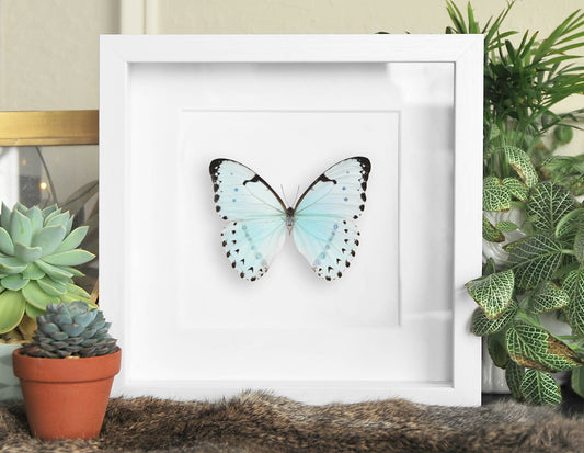 Framed Morpho catenarius butterfly