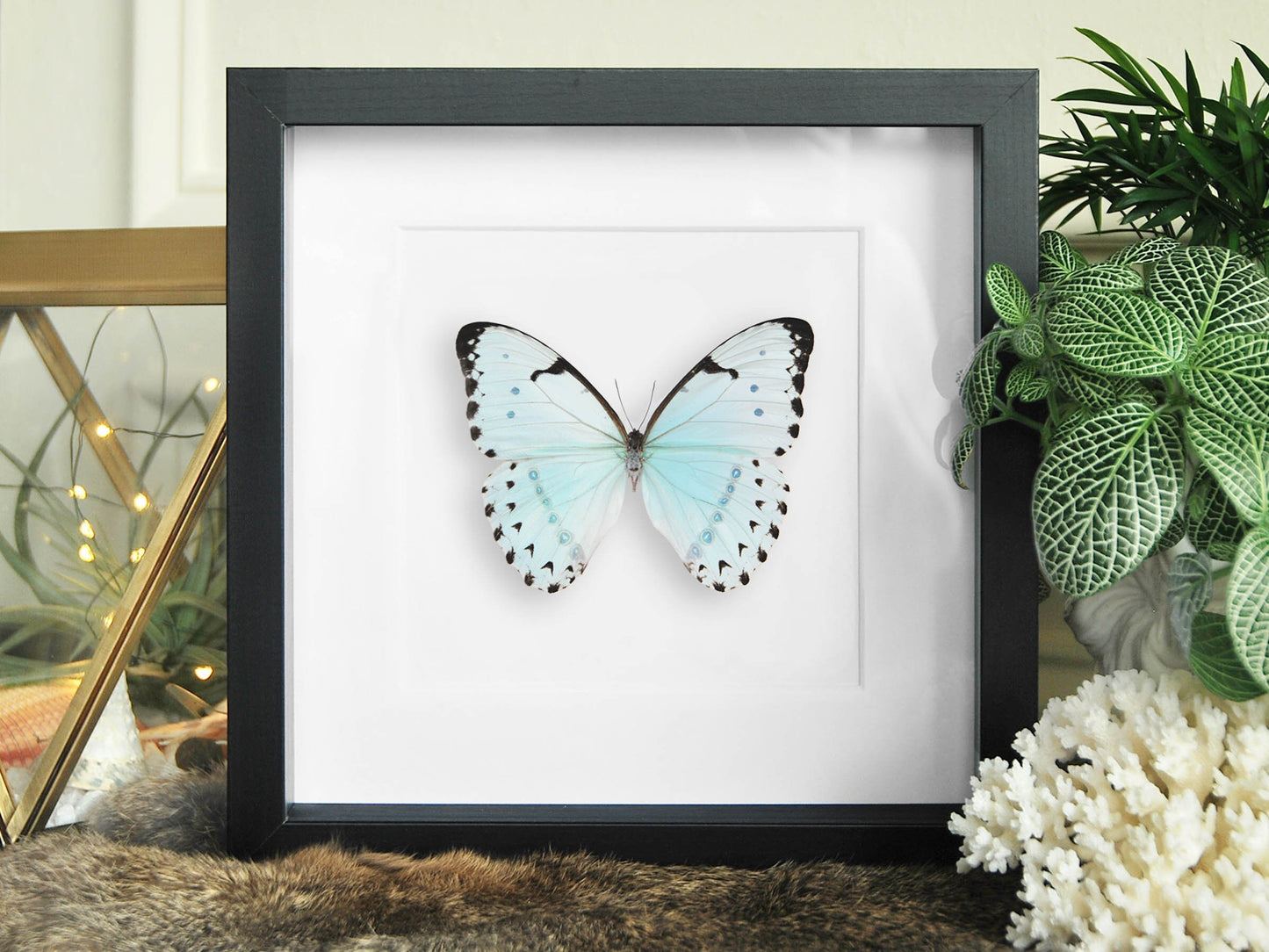 Framed Morpho catenarius butterfly wall decor