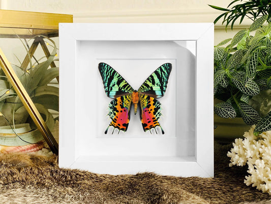 Framed Sunset Moth wall art