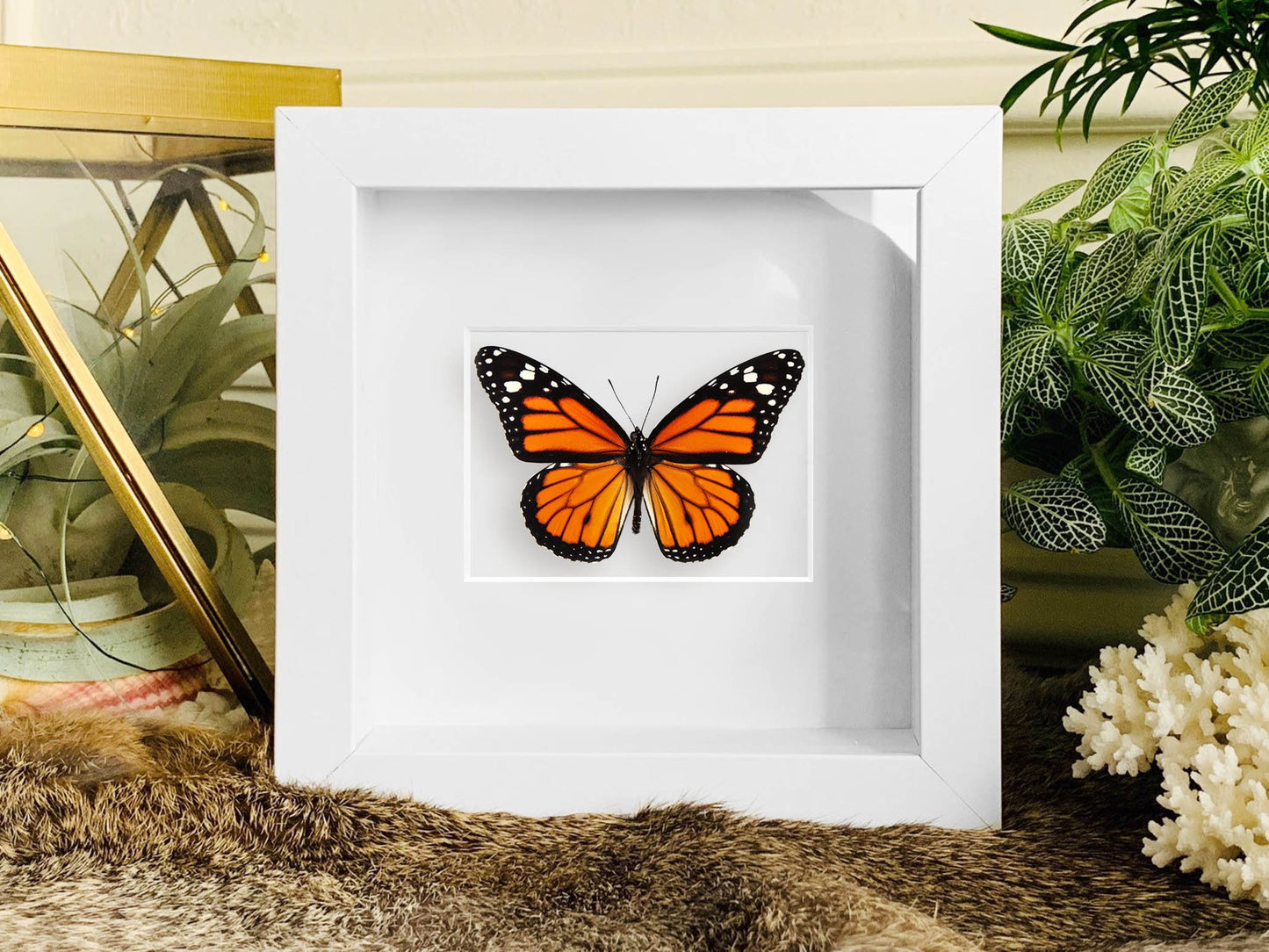 Framed Monarch butterfly